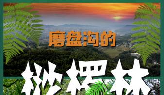 《磨盘沟的桫椤林》