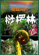 《磨盘沟的桫椤林》
